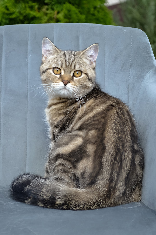 Erik | Scottish Straight Kitten