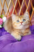Erika | British Shorthair Kitten