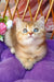 Erika | British Shorthair Kitten
