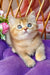 Erika | British Shorthair Kitten
