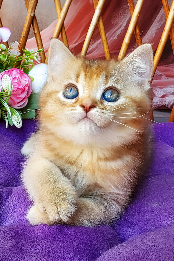 Erika | British Shorthair Kitten
