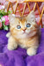 Erika | British Shorthair Kitten