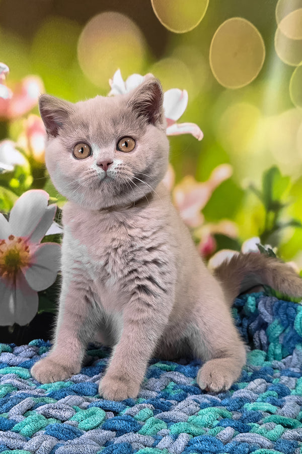 Erika | British Shorthair Kitten