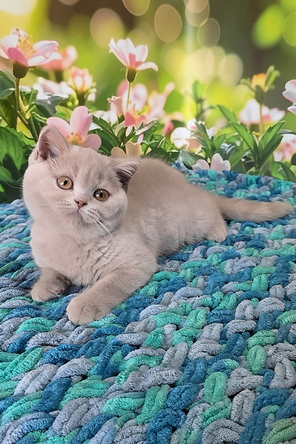 Erika | British Shorthair Kitten
