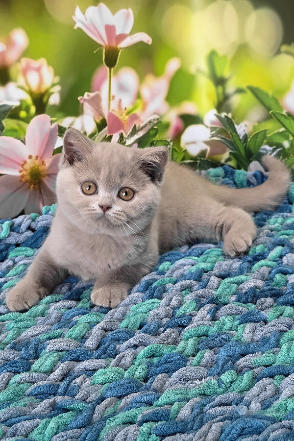 Erika | British Shorthair Kitten