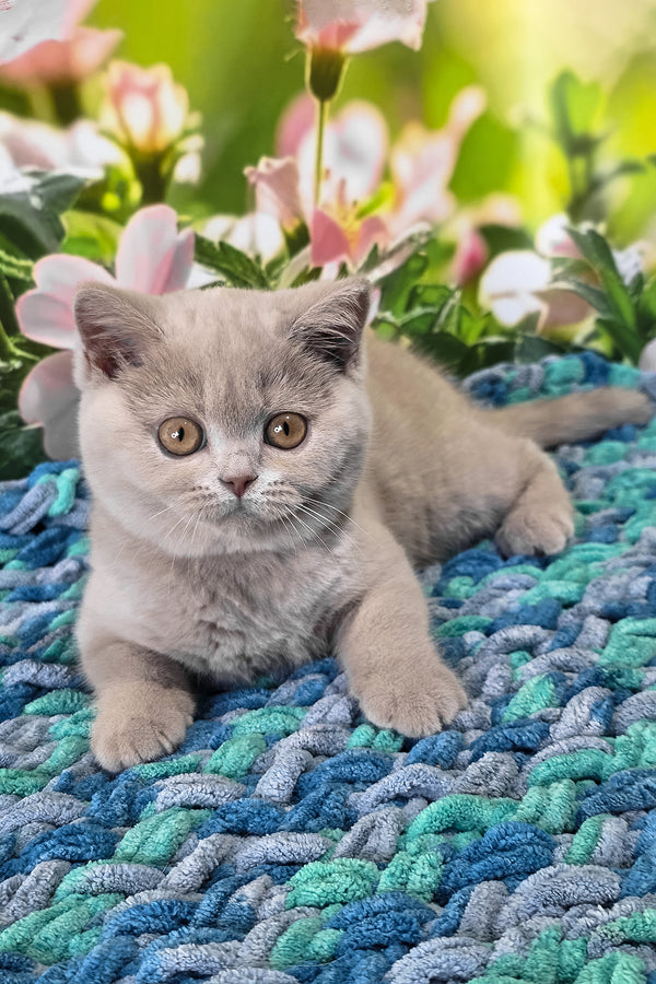 Erika | British Shorthair Kitten