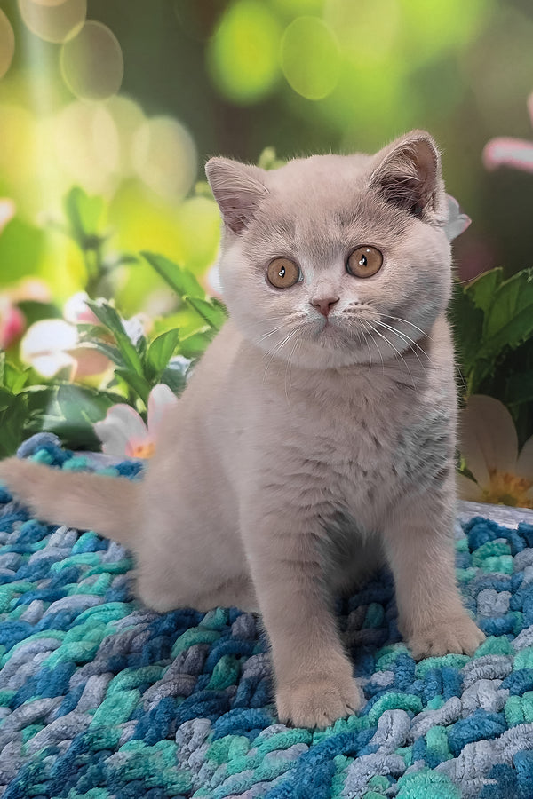Erika | British Shorthair Kitten