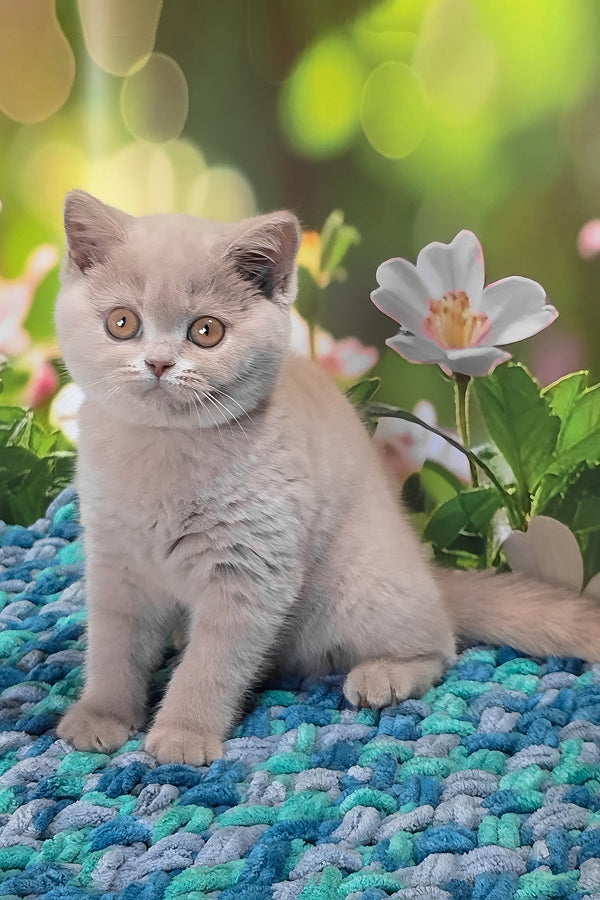 Erika | British Shorthair Kitten