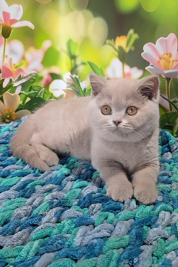 Erika | British Shorthair Kitten