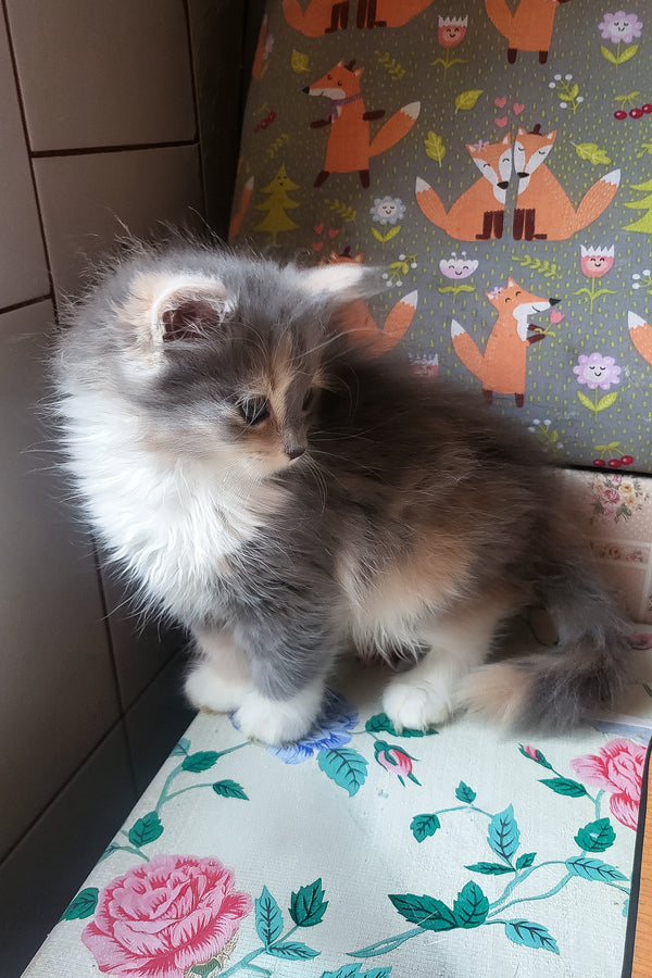 Erin | Siberian Kitten