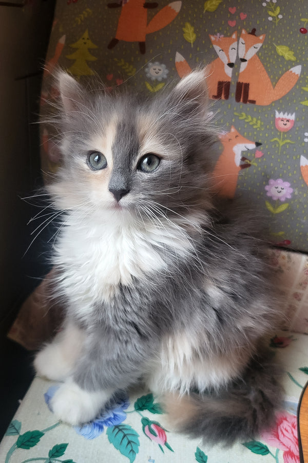 Erin | Siberian Kitten