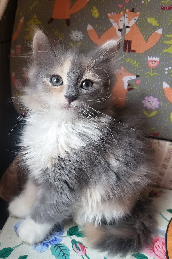Erin | Siberian Kitten