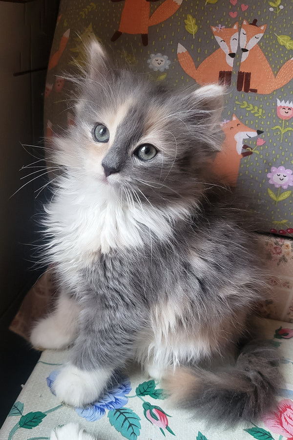 Erin | Siberian Kitten