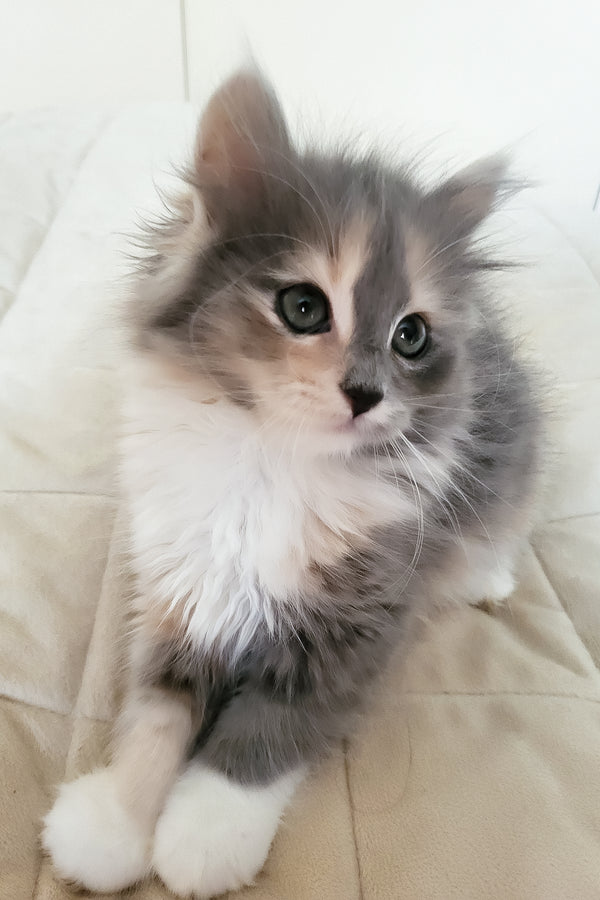 Erin | Siberian Kitten