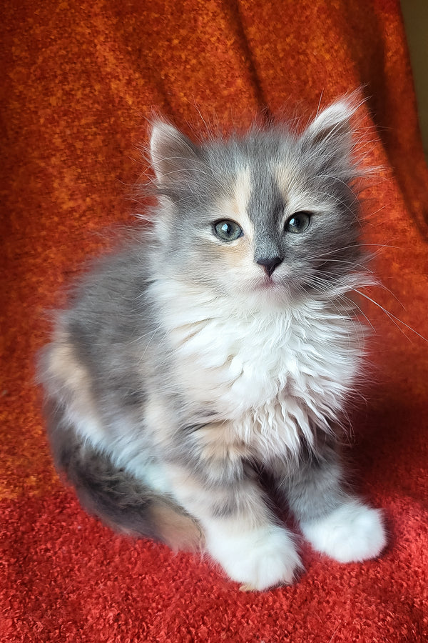 Erin | Siberian Kitten