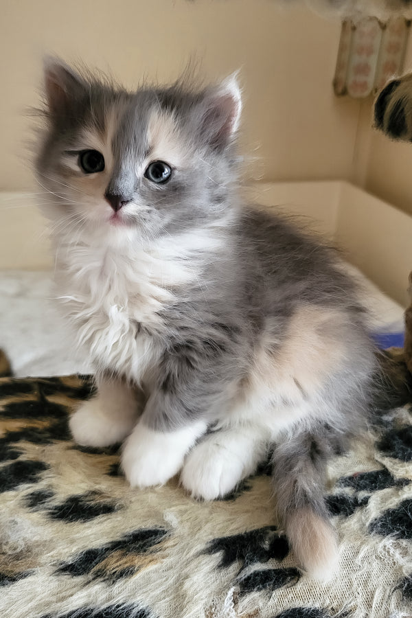 Erin | Siberian Kitten
