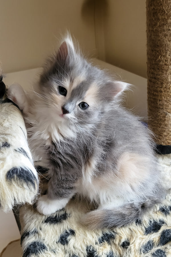 Erin | Siberian Kitten