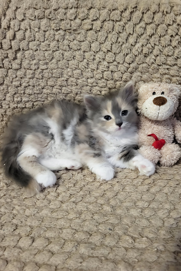 Erin | Siberian Kitten
