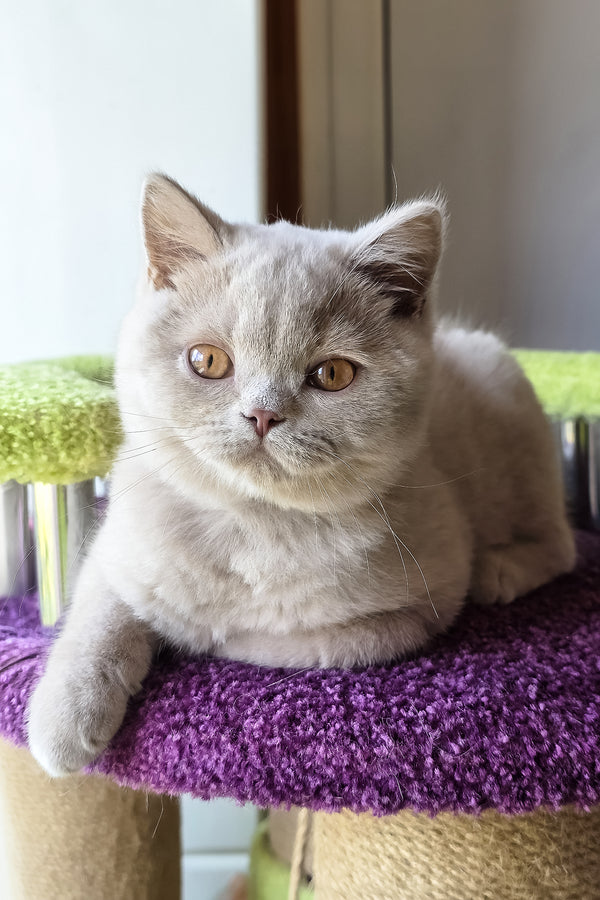 Ernest | British Shorthair Kitten