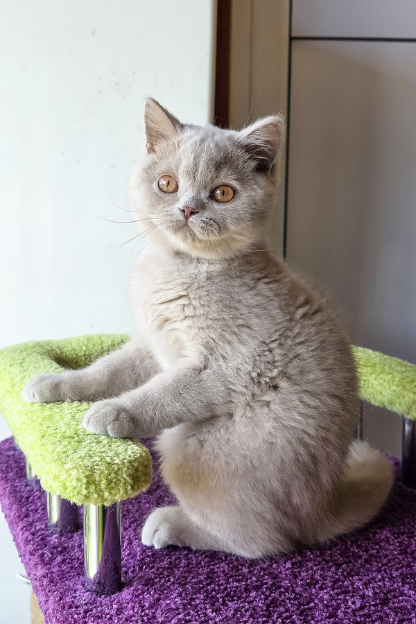 Ernest | British Shorthair Kitten