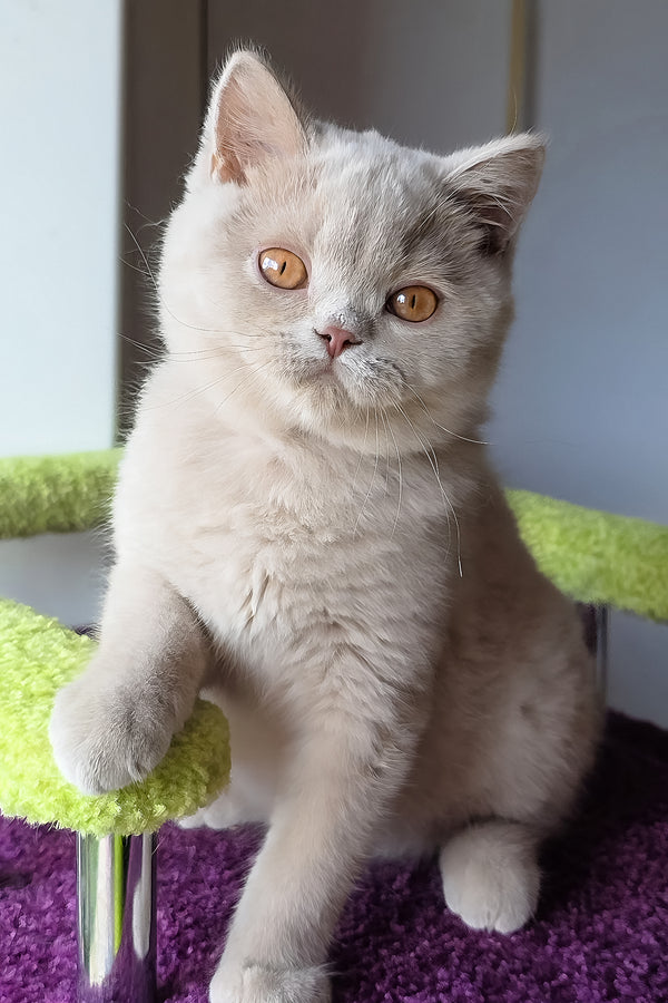 Ernest | British Shorthair Kitten