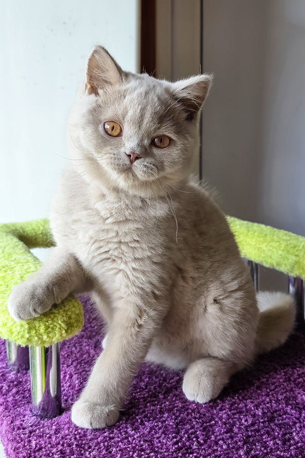 Ernest | British Shorthair Kitten