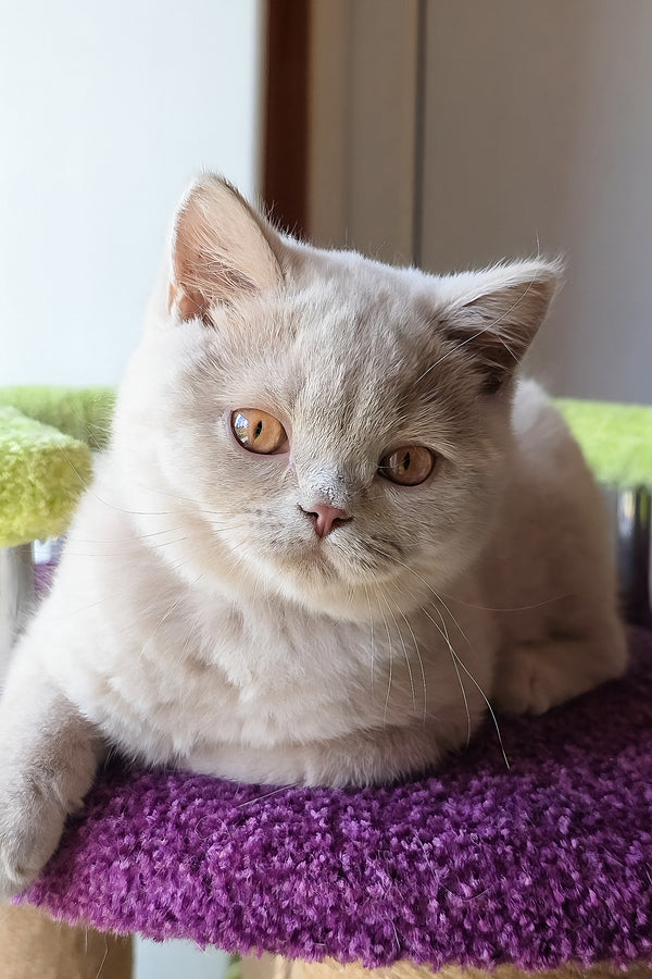 Ernest | British Shorthair Kitten