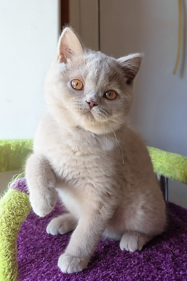 Ernest | British Shorthair Kitten