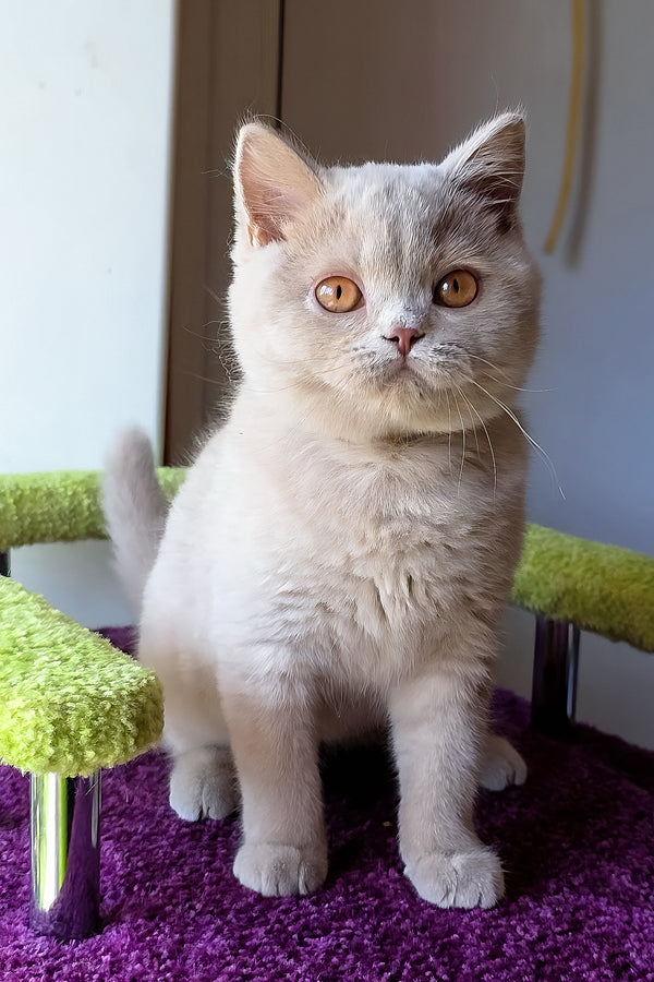 Ernest | British Shorthair Kitten