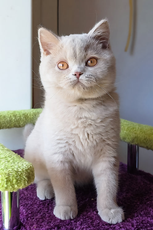 Ernest | British Shorthair Kitten