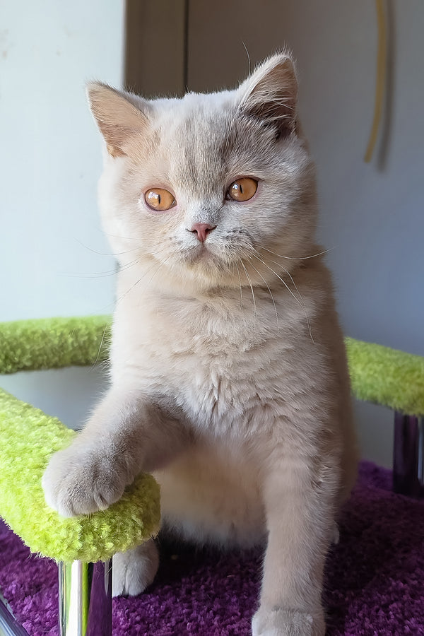 Ernest | British Shorthair Kitten