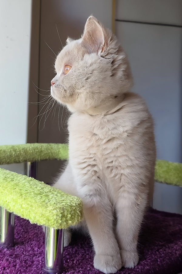 Ernest | British Shorthair Kitten