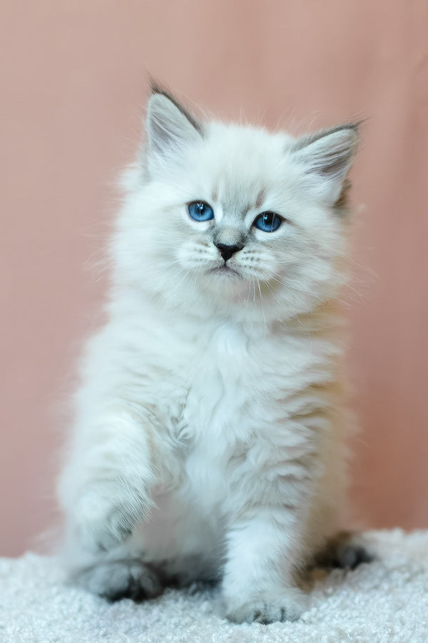 Ethan | Siberian Kitten