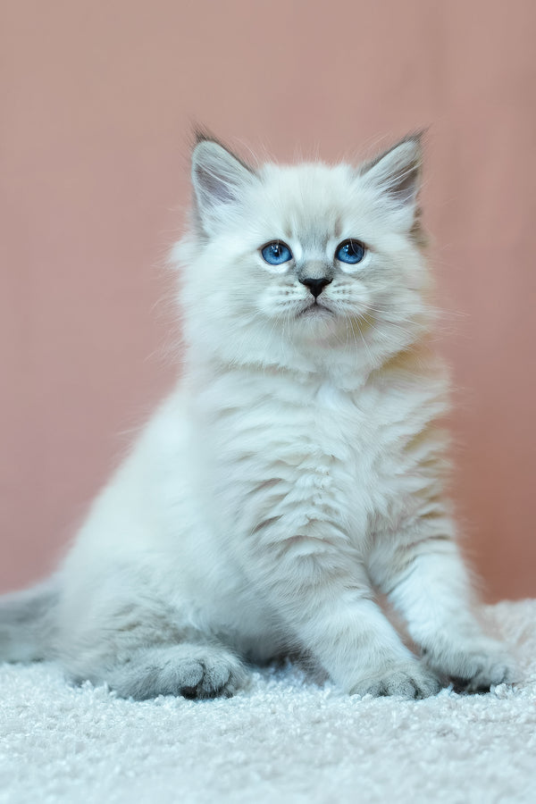 Ethan | Siberian Kitten