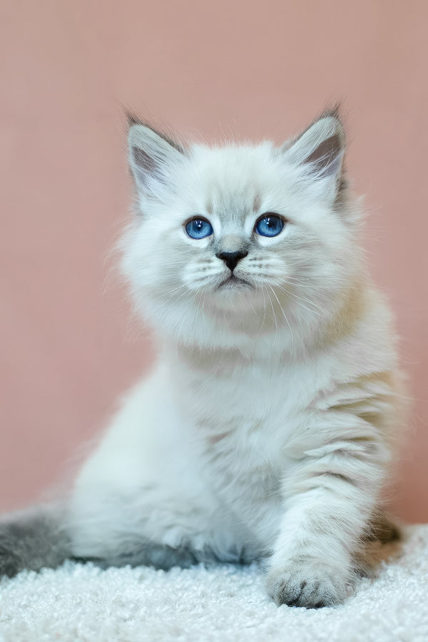 Ethan | Siberian Kitten