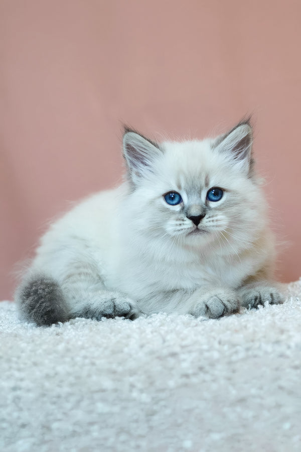 Ethan | Siberian Kitten