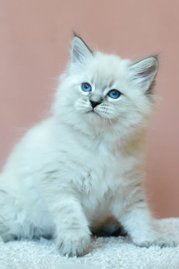 Ethan | Siberian Kitten