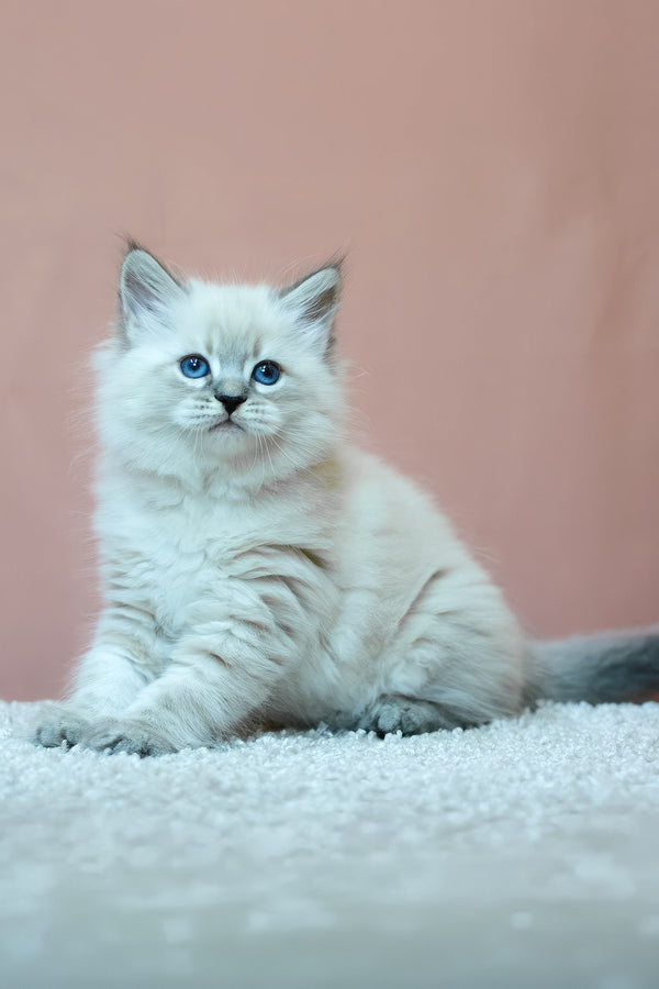 Ethan | Siberian Kitten