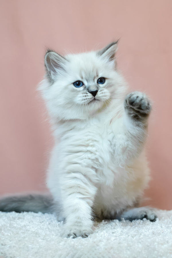 Ethan | Siberian Kitten