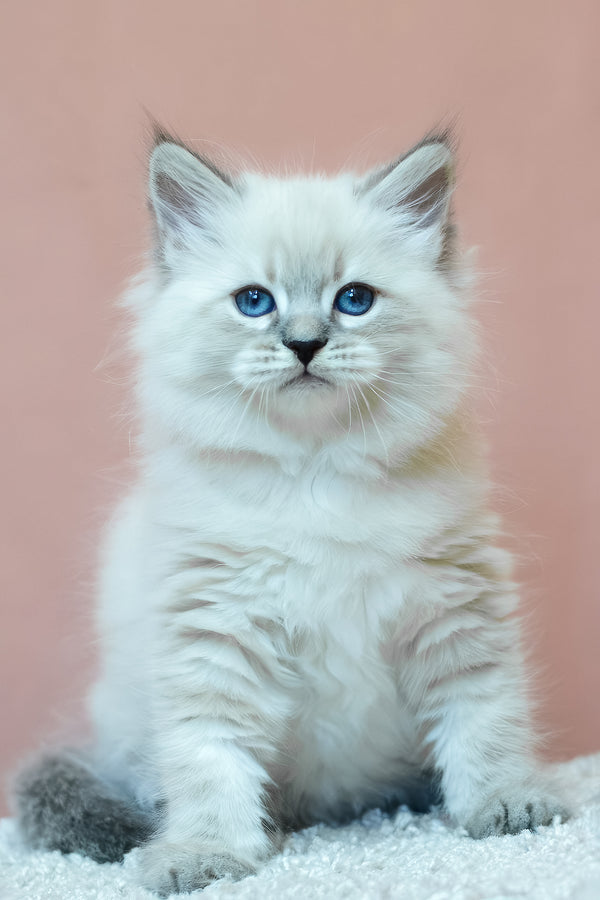 Ethan | Siberian Kitten