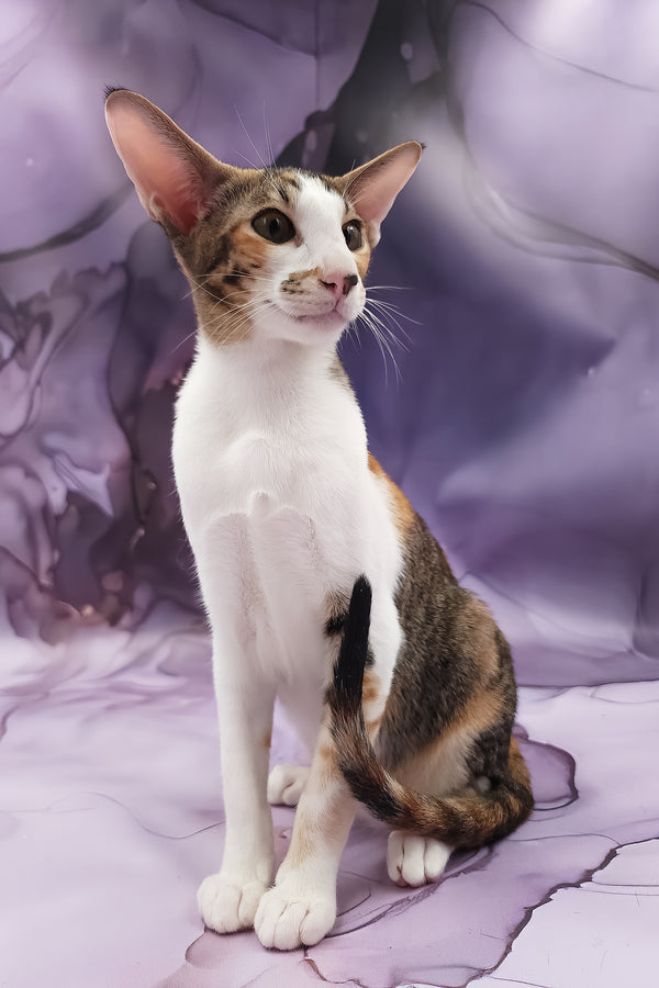 Esme | Oriental Shorthair Kitten