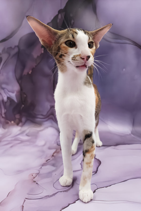 Esme | Oriental Shorthair Kitten