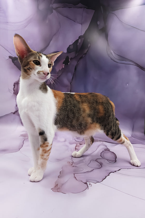 Esme | Oriental Shorthair Kitten