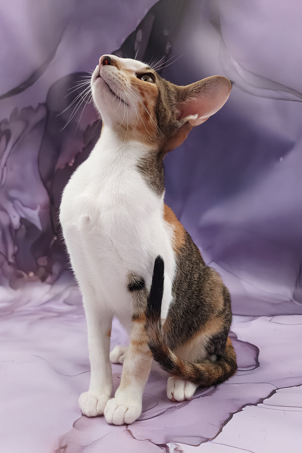 Esme | Oriental Shorthair Kitten