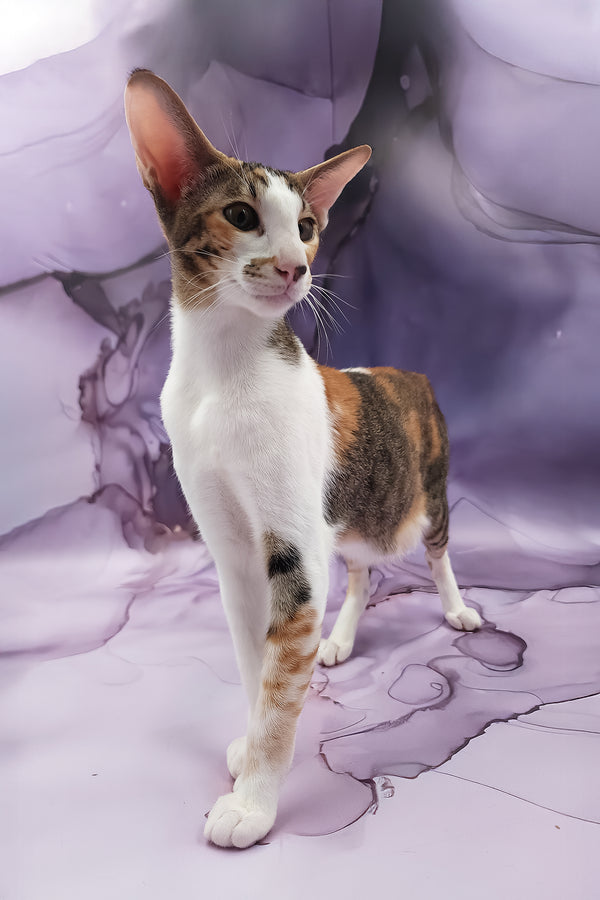 Esme | Oriental Shorthair Kitten