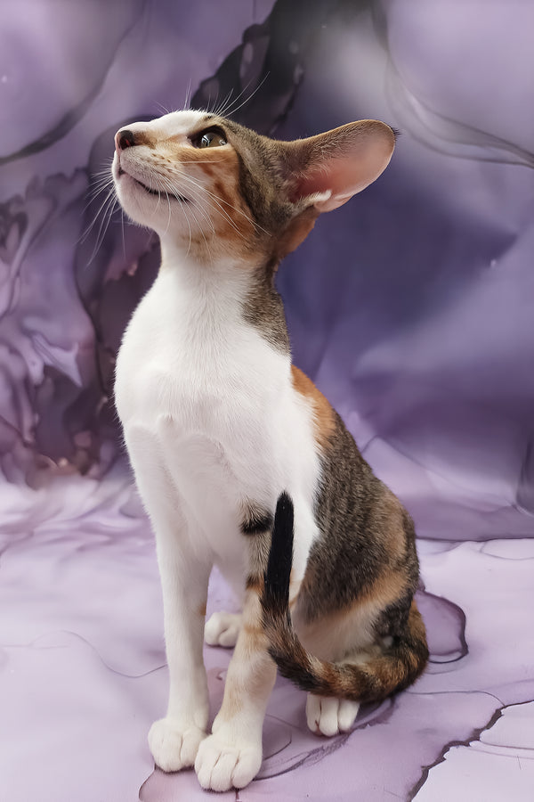 Esme | Oriental Shorthair Kitten