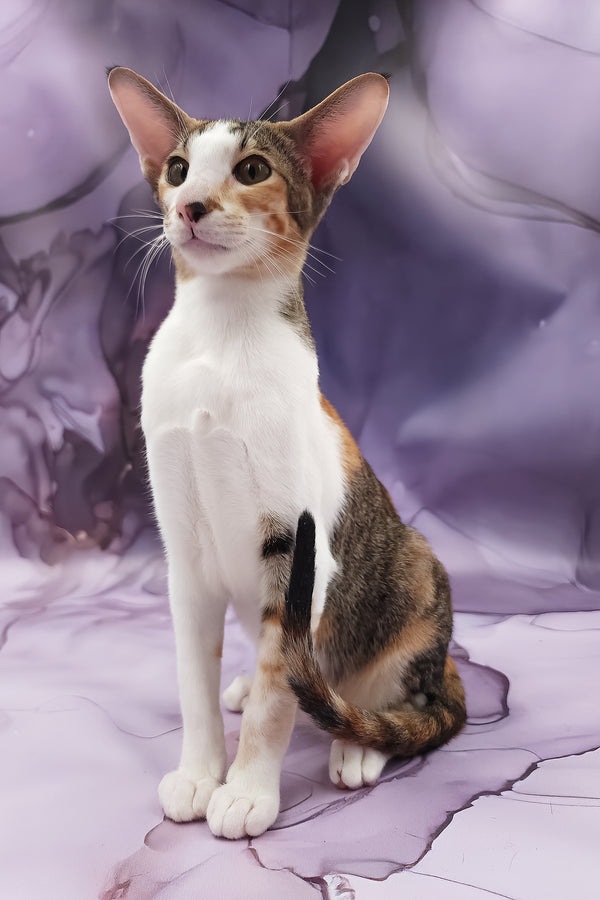 Esme | Oriental Shorthair Kitten