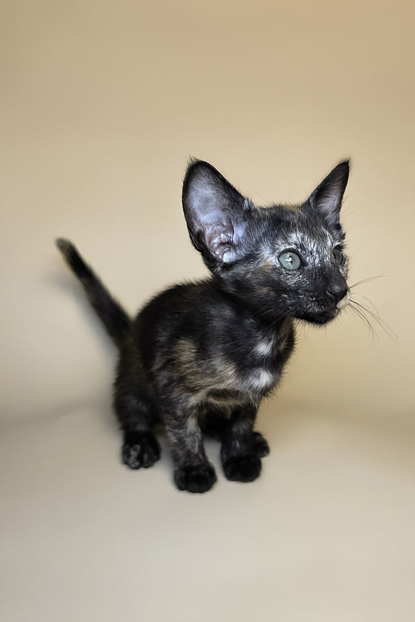 Esmeralda | Oriental Shorthair Kitten