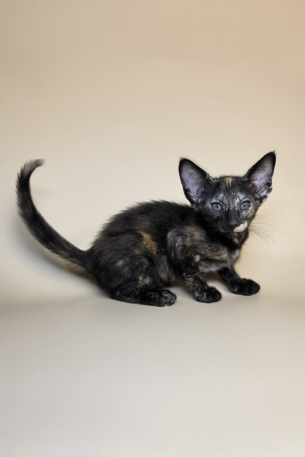 Esmeralda | Oriental Shorthair Kitten