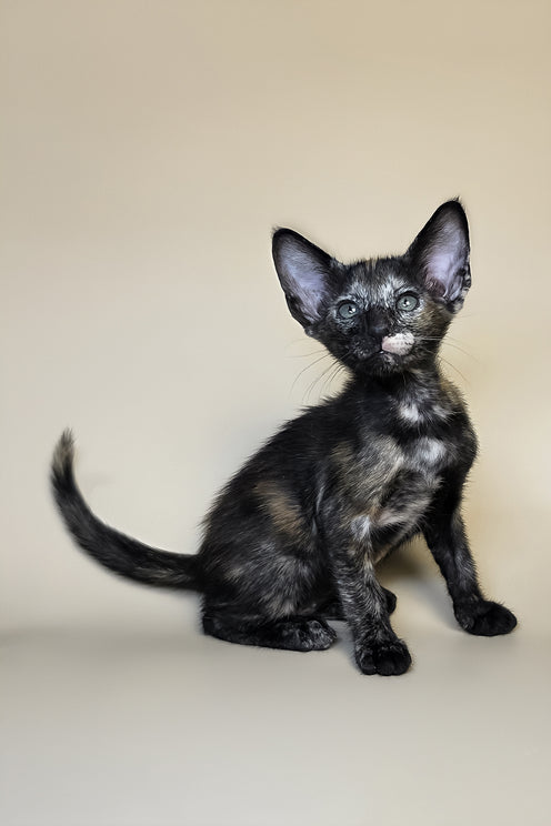 Esmeralda | Oriental Shorthair Kitten